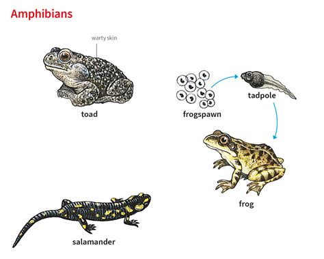 Amphibian Noun Definition Pictures Pronunciation And Usage Notes