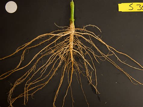 Getting To The Root Of The Problem Crop Science Society Of America