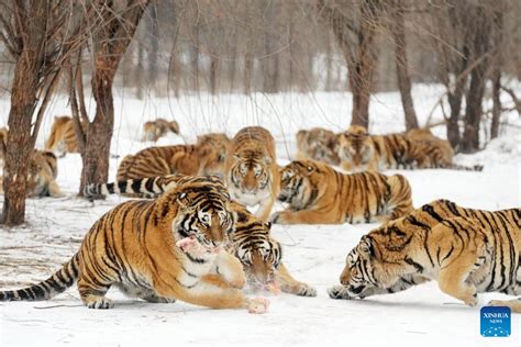 In Pics Siberian Tigers At Siberian Tiger Park In Heilongjiang Xinhua