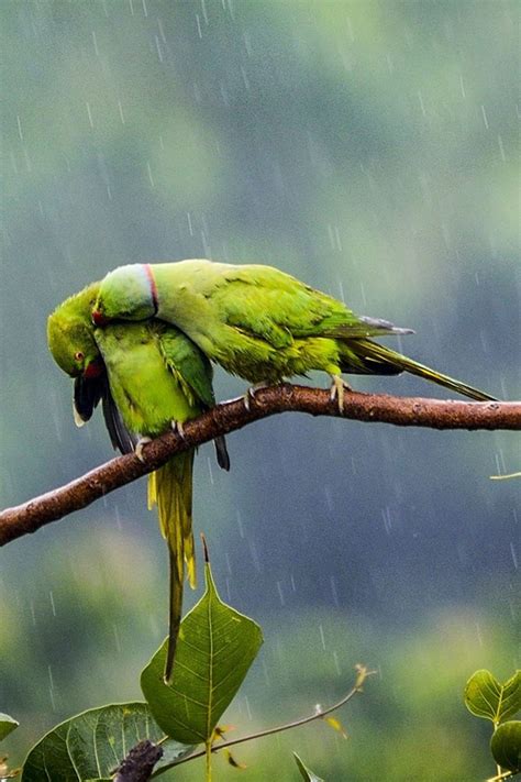 40 Excellent Photography Of Animals In Rain