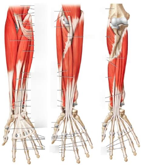 Wrist Flexor Muscles Diagram Quizlet