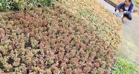 Ide kreatif tanam bunga krokot gantung di botol (terbalik). Jenis Tanaman Perdu | Sambang darah, Brokoli, Rembosa, soka, krokot | Tukang Taman Profesional ...