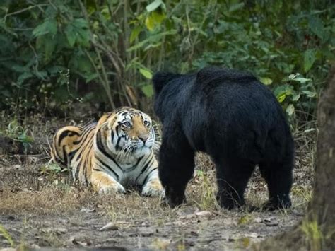 Rumble In The Junglebear Takes On Tiger