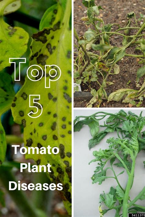 Top 5 Tomato Plant Diseases Gardening Know Hows Blog