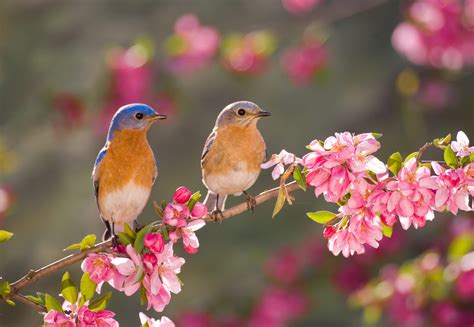Birds like eating nectar, berries, fruits and seeds, so planting plenty of these delicacies is the way to go. Love Birds? Attract Them to Your Garden with These 5 Foods ...