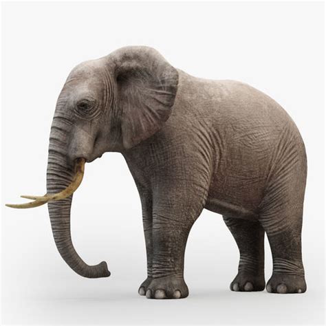 Animated Animated Elephant 3d Model Cgtrader