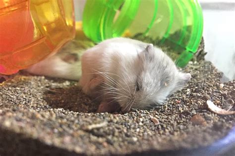 How To Know If Your Hamster Is Dying 7 Signs And Symptoms All Infomation