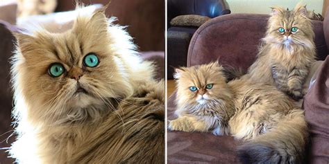 Meet Lilly And Evy The Adorable Golden Persian Cats With