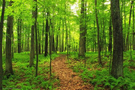 Scaricare Gli Sfondi Foresta Alberi Natura Sfondi Gratis Per La