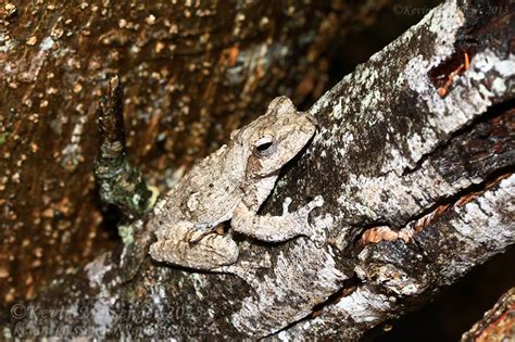 Southern Foam Nest Tree Frog Chiromantis Xerampelina Flickr