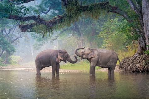 Premium Photo Asian Elephants In A Natural River Deep Forest At Thailand