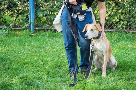 Doggy Boot Camp Are Dog Training Boot Camps Safe And Effective