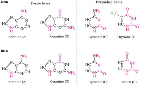 Name The Purine Bases And Pyrimidine Bases Present In RNA And DNA