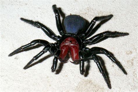 10 Most Dangerous Spiders In Australia Planet Deadly