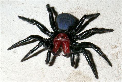 Its one bite has got the capacity to kill a human being. 10 Most Dangerous Spiders in the World | Planet Deadly