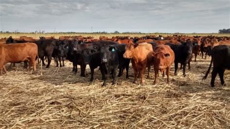 Concepto y significado de distopía: ¿Qué significa soñar con vacas? Significados de los Sueños