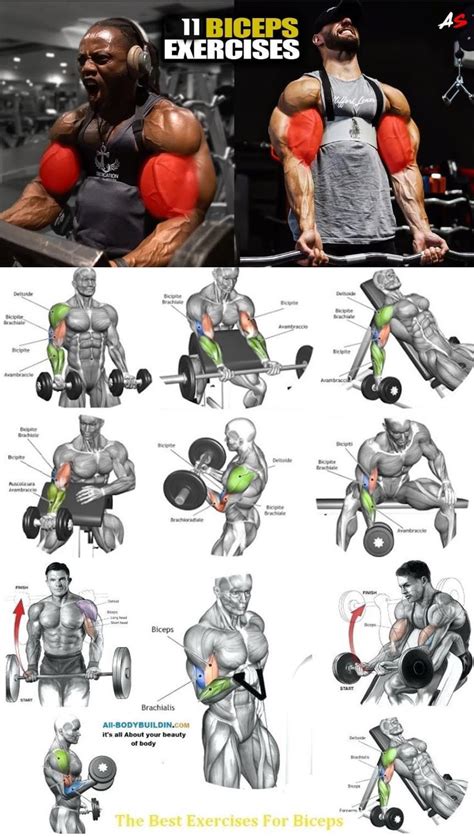 🚨tutorial Biceps Workout Exercices De Musculation Pour Hommes