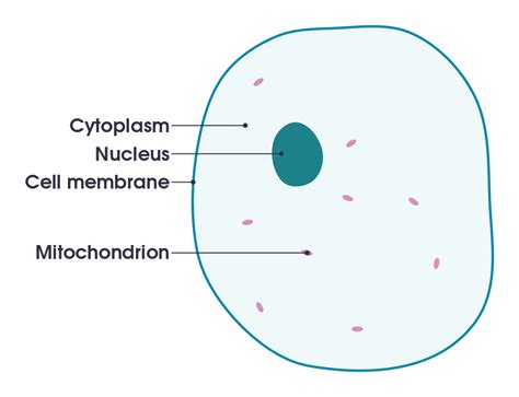 Mitochondria also store calcium which assists in cell signaling activity, generating cellular and mechanical heat and mediating cellular growth and death. File:Simple diagram of animal cell (en).svg - Wikimedia ...