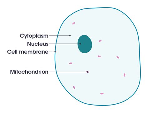 The cell being the smallest unit of life, is akin to a tiny room which houses several organs. File:Simple diagram of animal cell (en).svg - Wikimedia ...