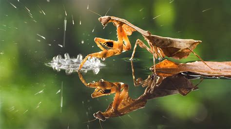 Dead Leaf Mantis Praying Mantis Reflection On Water Hd Animals