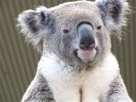 Koala Free Stock Photo Koala Bear 17707