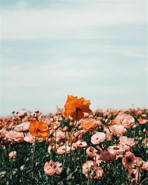 Aesthetics, or esthetics, is a branch of philosophy that deals with the nature of beauty and taste, as well as the philosophy of art. (5) Likes | Tumblr | Flower aesthetic, Beautiful flowers ...