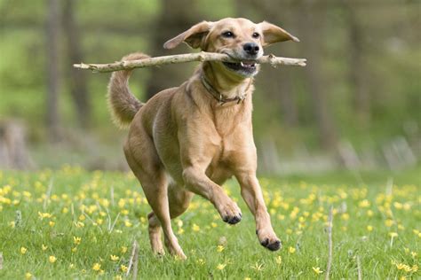 Dont Throw Sticks For Your Dog To Fetch Top Vet Warns Owners London