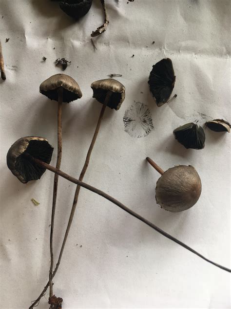 Found These Growing In A Cow Pasture In Hawaii Weve Been Told That