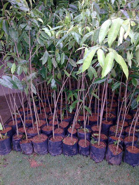 Check spelling or type a new query. AmmarRadzi: Perusahaan Tanaman Pokok Karas 2011