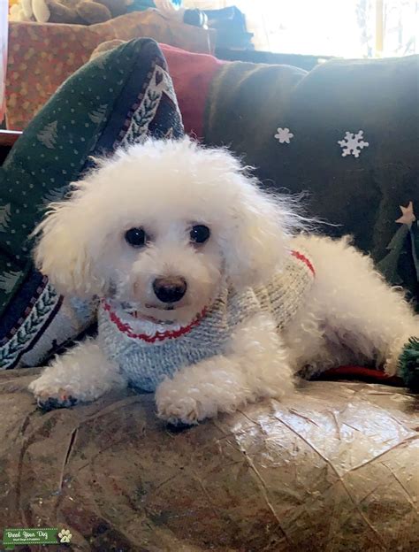 White Toy Poodle Stud Dog In Illinois United States Breed Your Dog