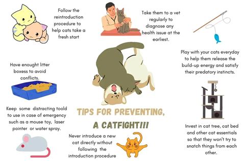 How To Stop A Cat Fight Causessolutions And Preventions