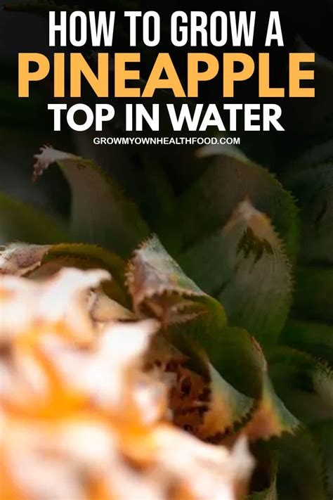 How To Grow A Pineapple Top On Water Grow My Own Health Food