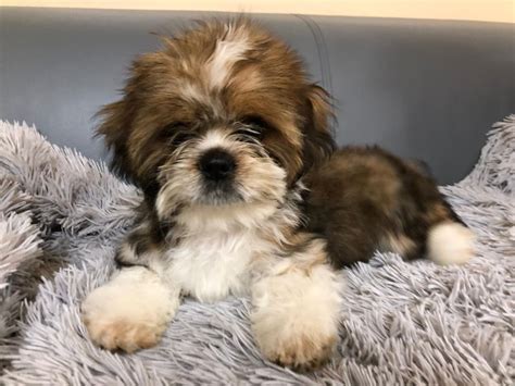 Constant updates of the best funny pictures on the web. Shih Tzu Puppy Ready NOW | Redditch, Worcestershire | Pets4Homes