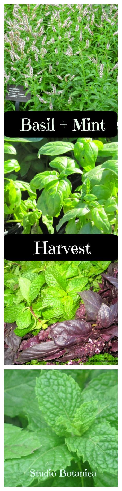 Summer Harvest Benefits Of Basil Mint Studio Botanica
