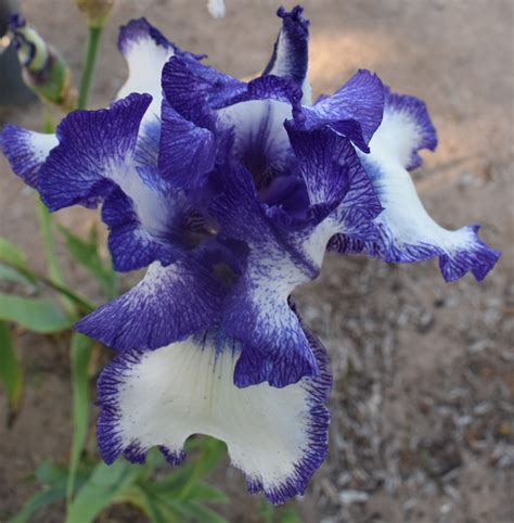 Tall Bearded Iris Blue Staccato Bare Rooted Rhizome Trigg Plants