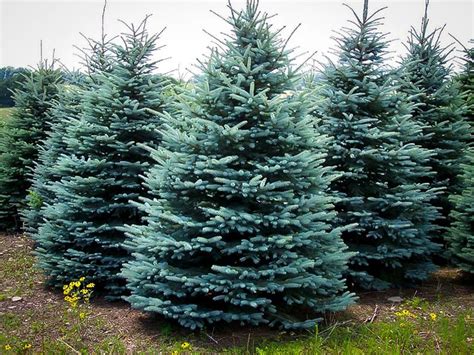 Please check with the store for specific details. Baby Blue Spruce | The Tree Center™
