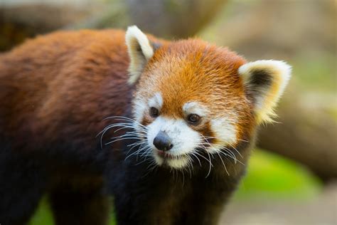 Celebrate International Red Panda Day With Rogue Ales And