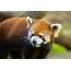 Celebrate International Red Panda Day With Rogue Ales And Oregon Zoo 