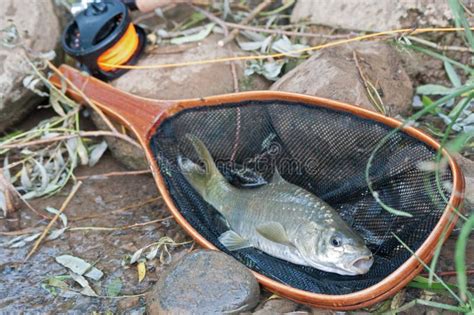 Fish In Landing Net Stock Photo Image Of Scales Grey 19580960