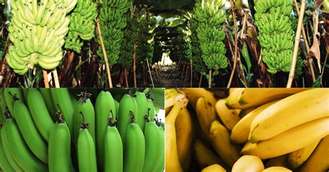 Precision Farming Banana With Jain Technology