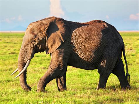 Elephant On Savanna Safari In Amboseli Kenya Africa Perek Chira