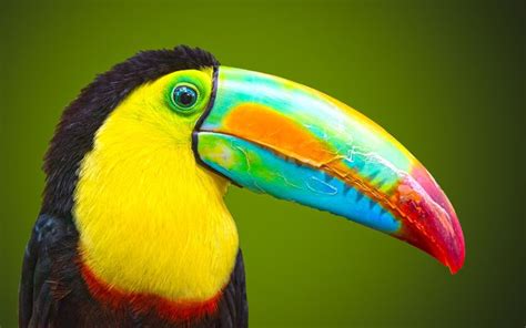 Big Beak Beautiful Bird Wallpaper Colorful Birds Beautiful Birds