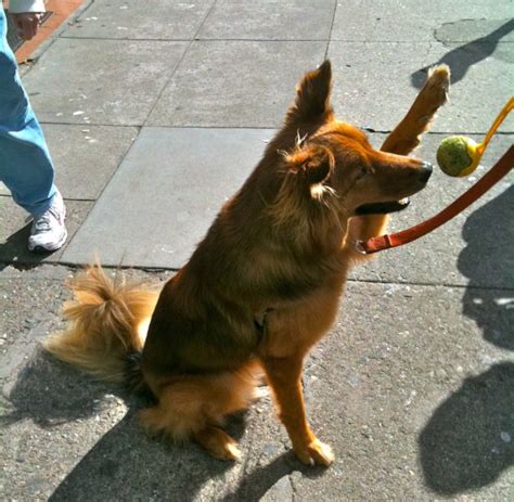 Dog Of The Day German Shepherdcollie Mix The Dogs Of San Francisco