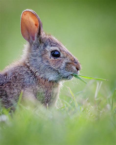 Rabbit Eating Grass Photograph By Gary Detonnancourt Fine Art America