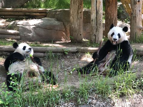 Panda Updates Friday May 22 Zoo Atlanta