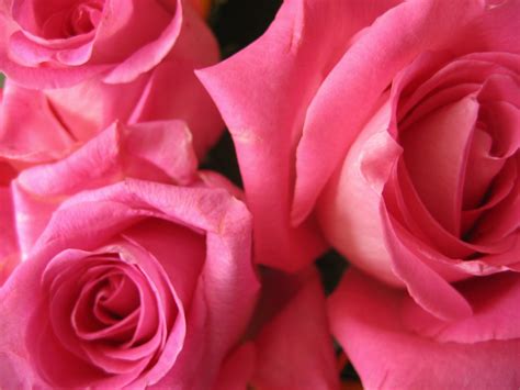 Pink Roses 1 Free Photo Download Freeimages