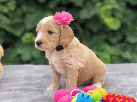 Find the perfect puppies for sale. Teacup Goldendoodle - Mini Goldendoodle & Medium ...