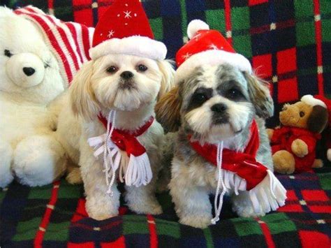 Puppies crash christmas (2017) full movie streams. Christmas Shih Tzu's | Shih Tzu | Pinterest | Words, Shih tzus and Too cute