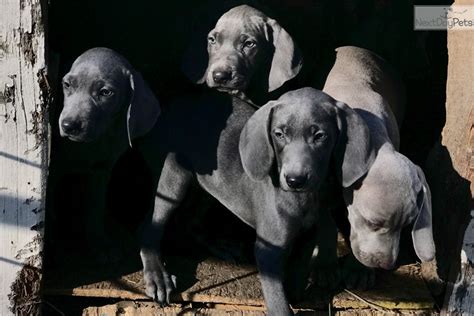 Blue ridge weimaraner's has 30+ years of experience raising & loving puppies. Bear: Weimaraner puppy for sale near Kansas City, Missouri ...