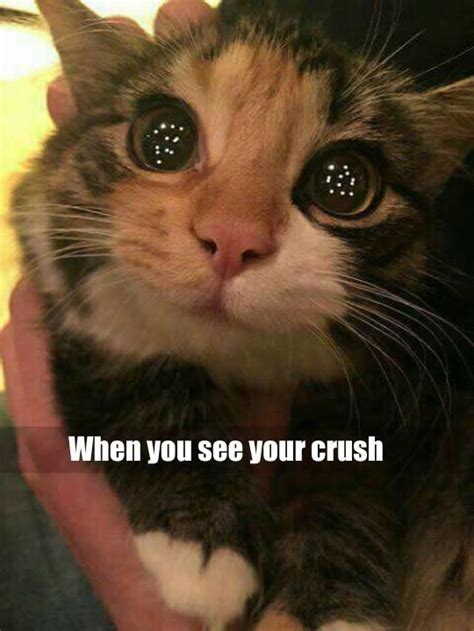 Funny Memes Today 6 When See Your Crush Is Coming Puppy Eyes Kitty And Cat